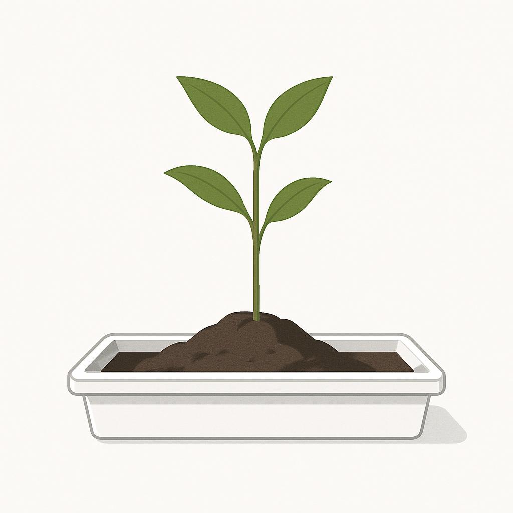 A sprouting plant in its white pot.png